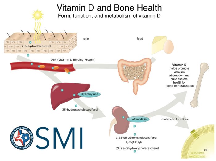 Importance of calcium and vitamin D for bone density